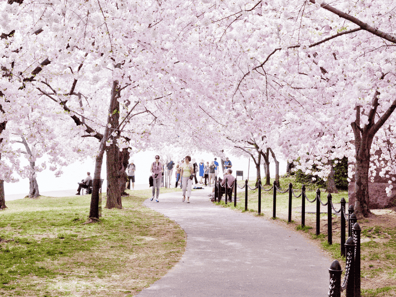 cherry blossoms washington dc