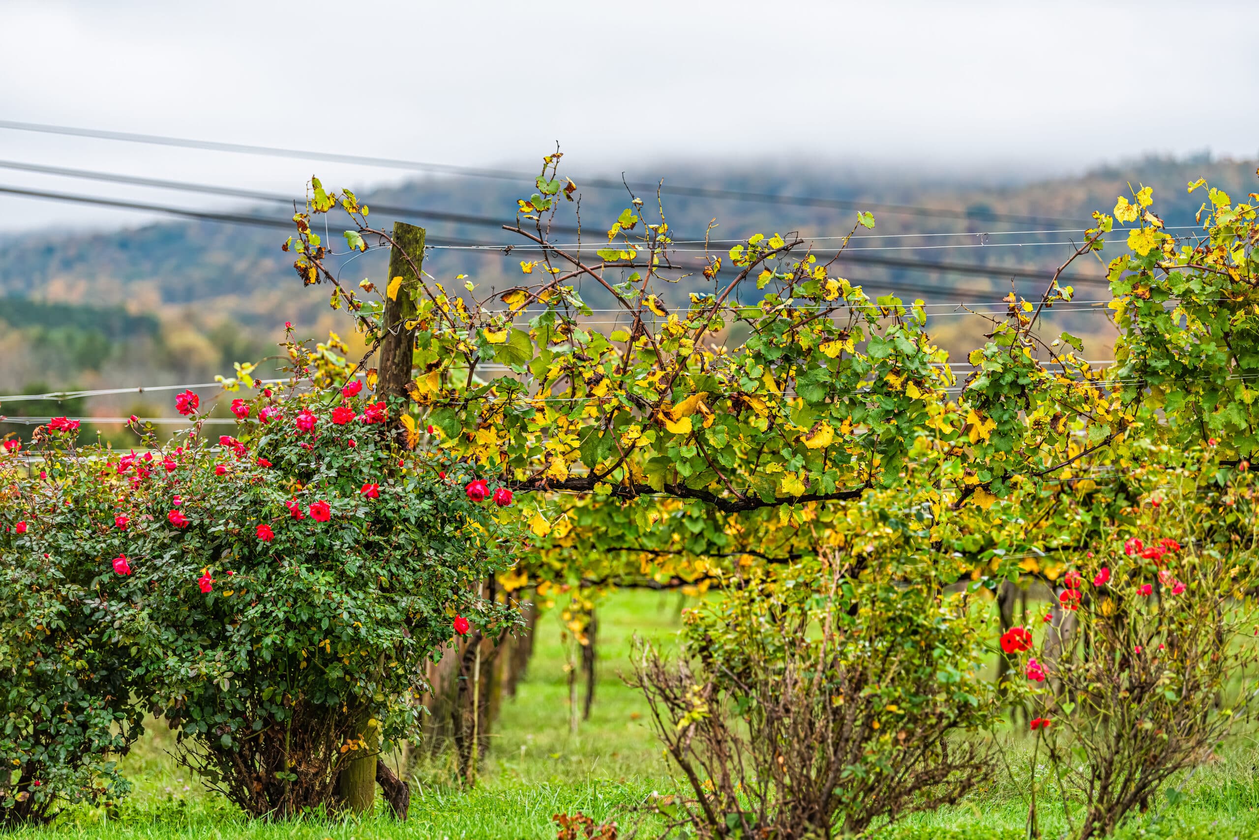 Day Trips From Washington D.c.